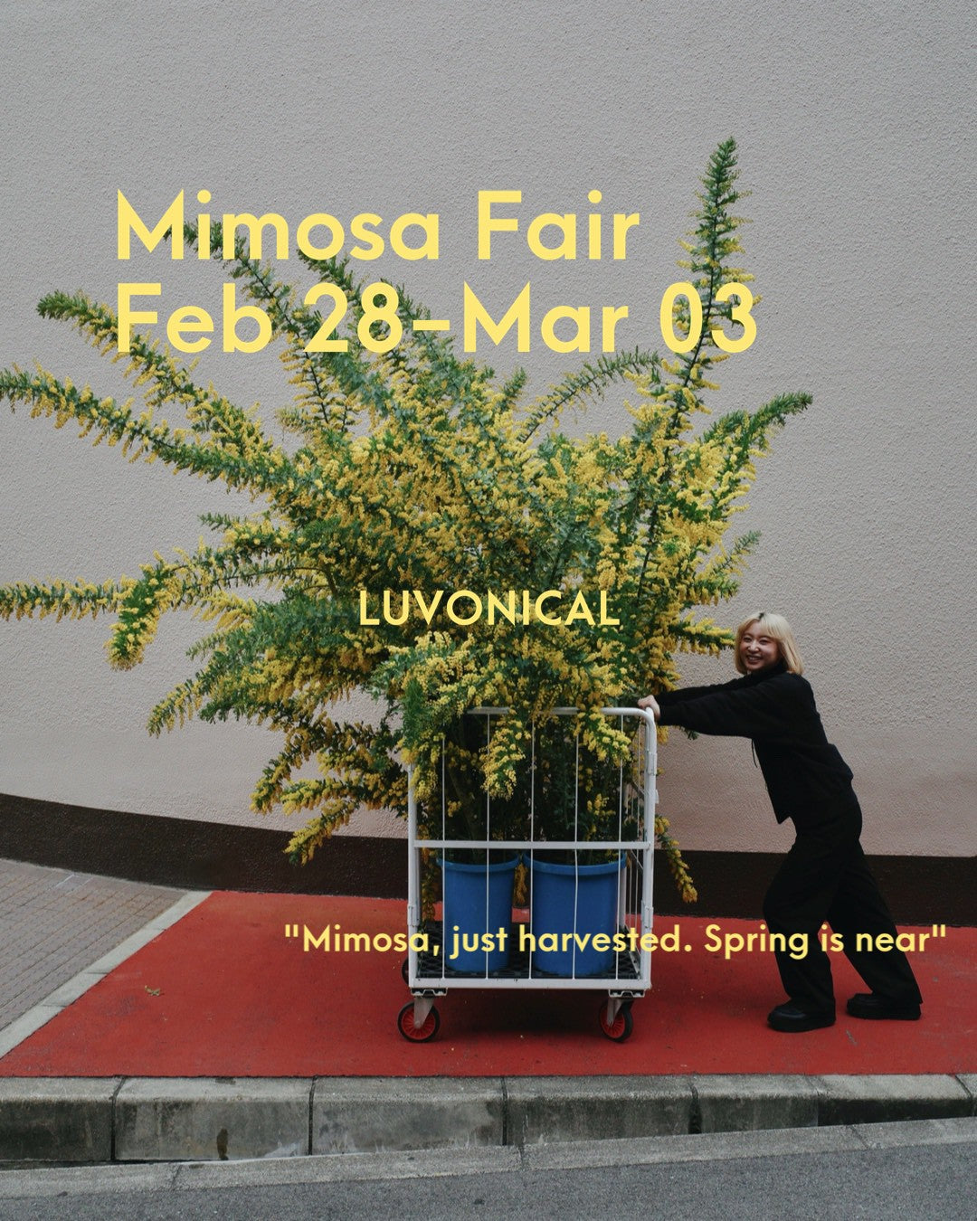 🟡mimosa fair 2026🟡– LUVONICAL flower works