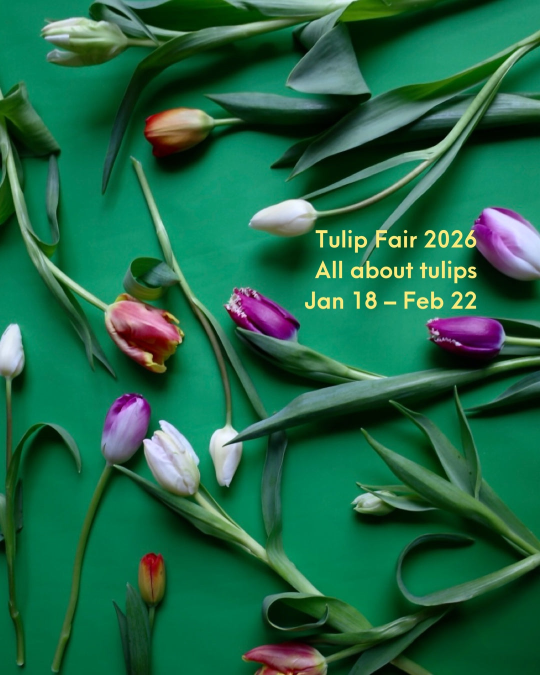 チューリップフェア2026開催のお知らせ– LUVONICAL flower works