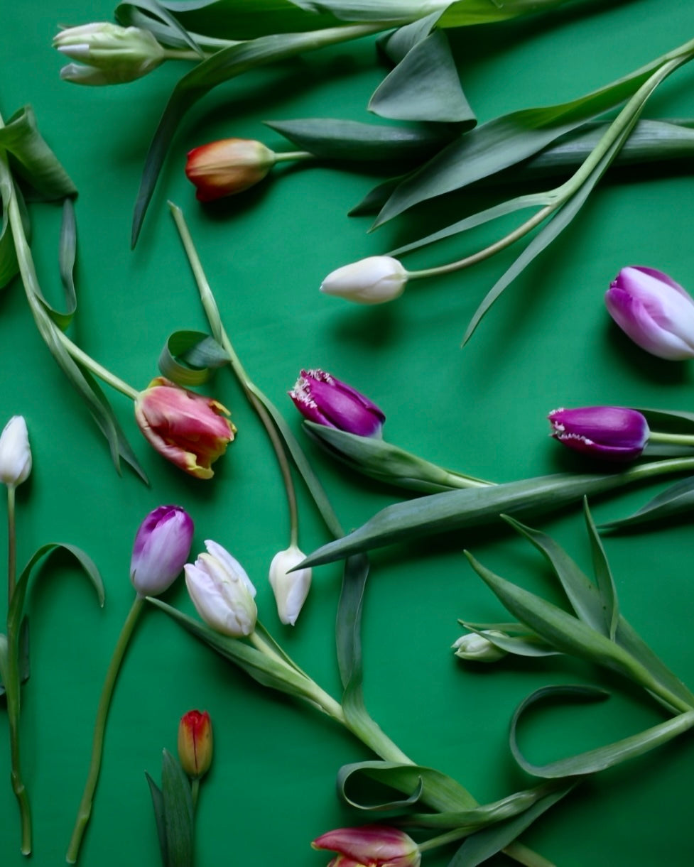 来店引取】チューリップセット -2026 LUVONICAL TULIP FAIR