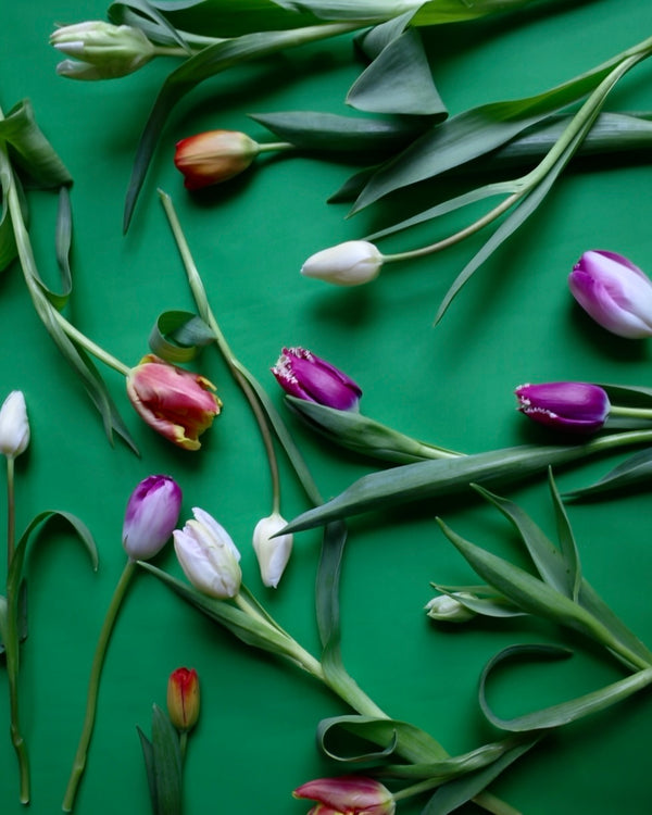 【配送】チューリップセット -2026 LUVONICAL TULIP FAIR-